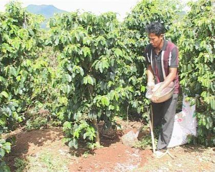 Tây Nguyên: Nỗi lo về chất lượng phân bón (10/5/2017)